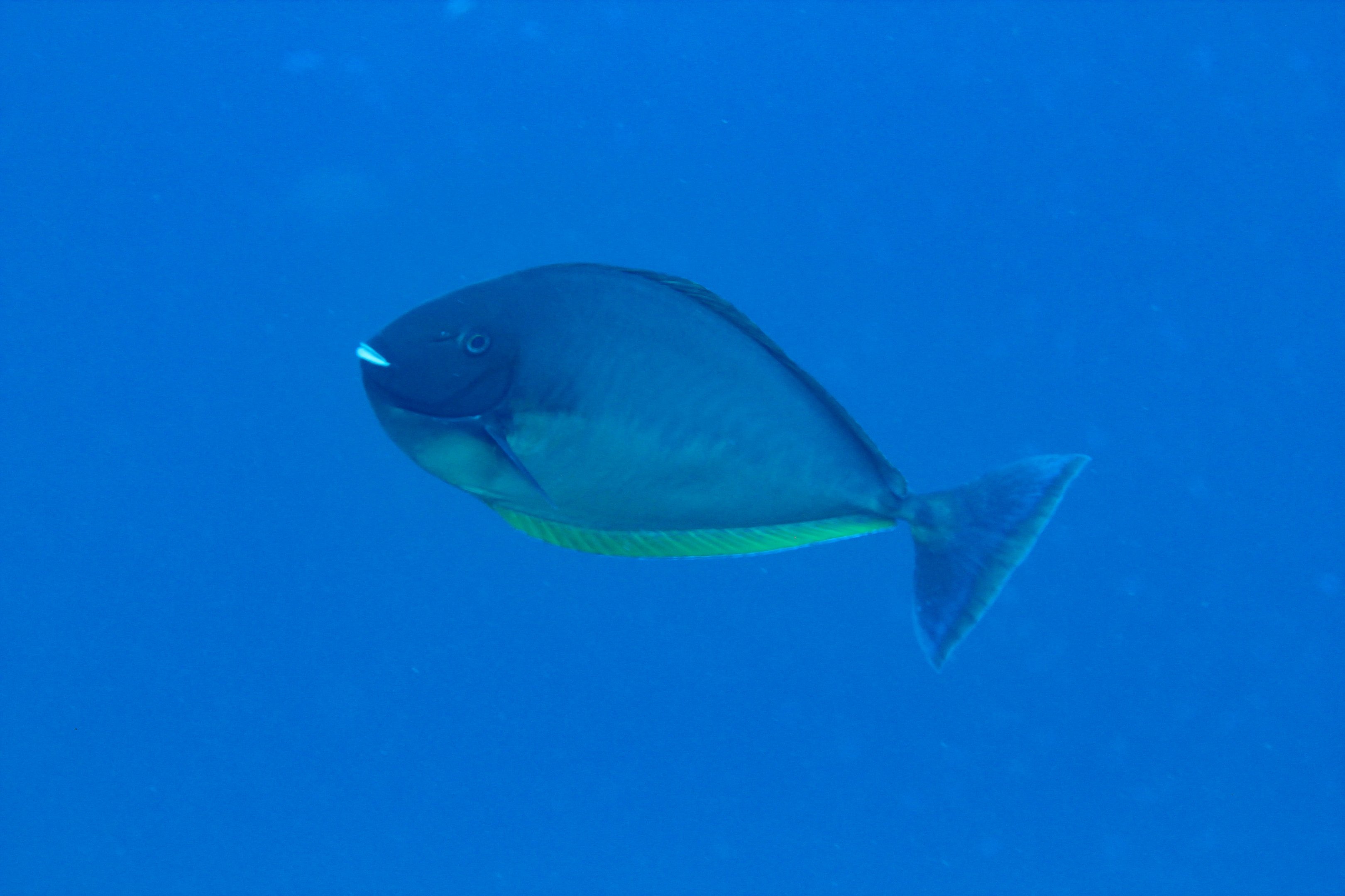 Sleek Unicornfish (Naso hexacanthus)
