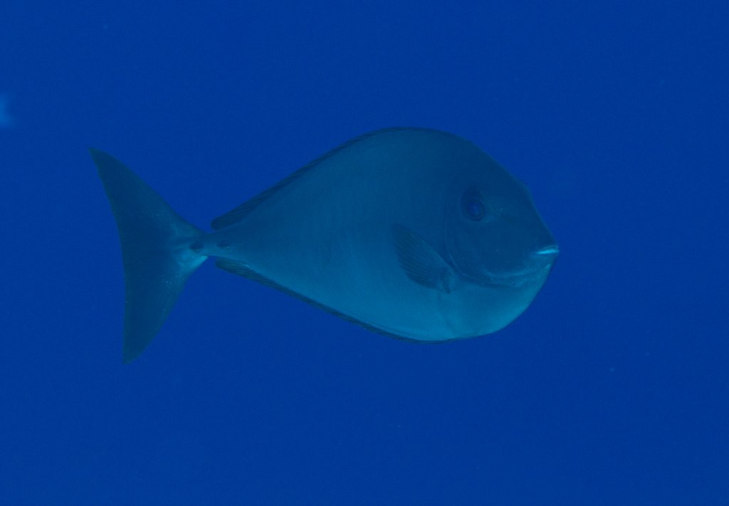 Sleek Unicornfish