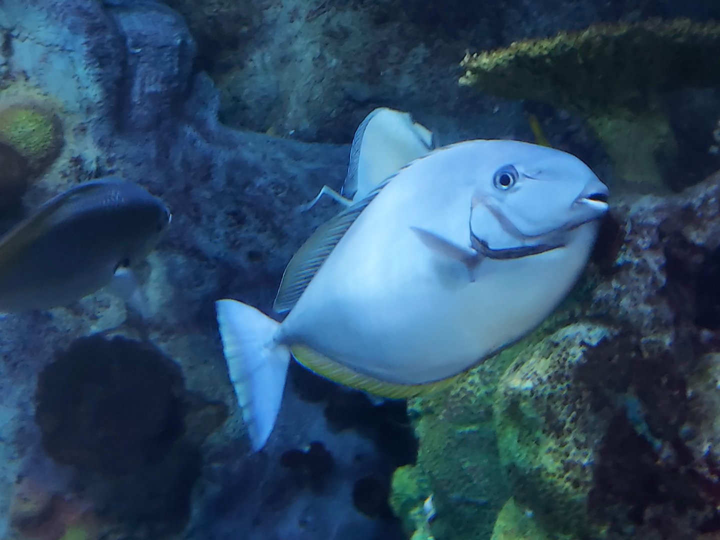 Sleek Unicornfish