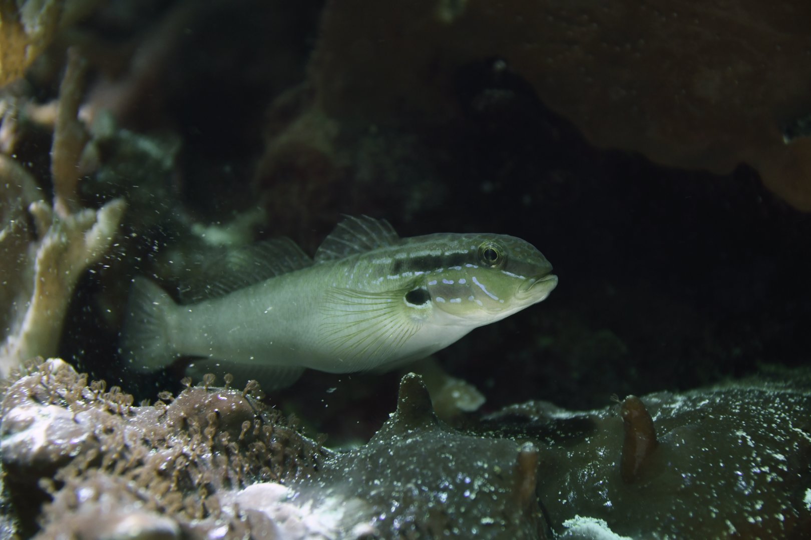 Sleeper Banded goby (Amblygobius phalaena)