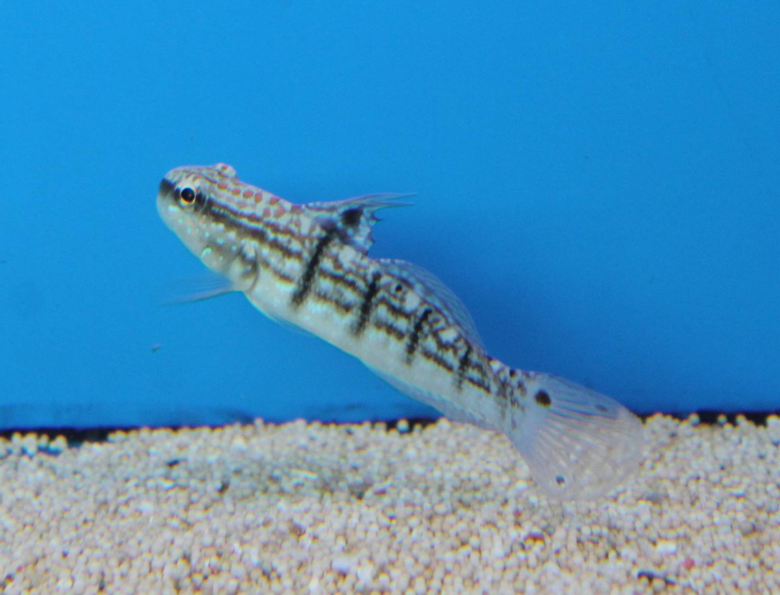 Sleeper banded goby