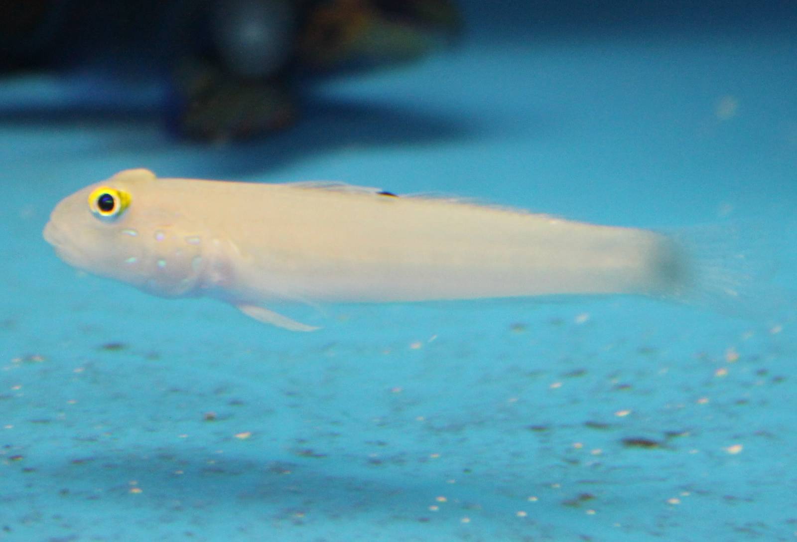 Sleeper blue-dot goby