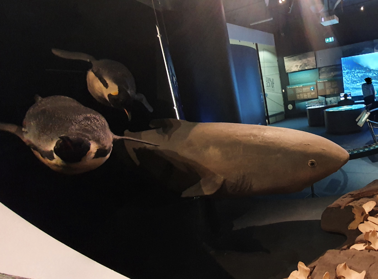Sleeper Shark and Emperor Penguin - Tasmanian Museum and Art Gallery