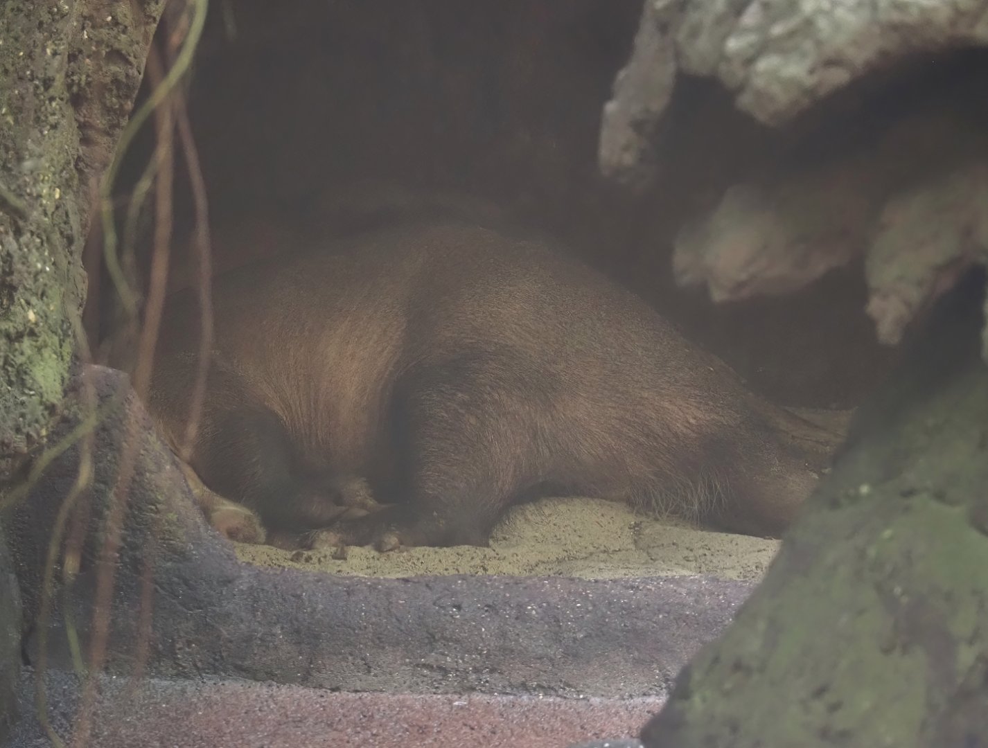 Sleeping Aardvark (Orycteropus afer), 2025-05-17