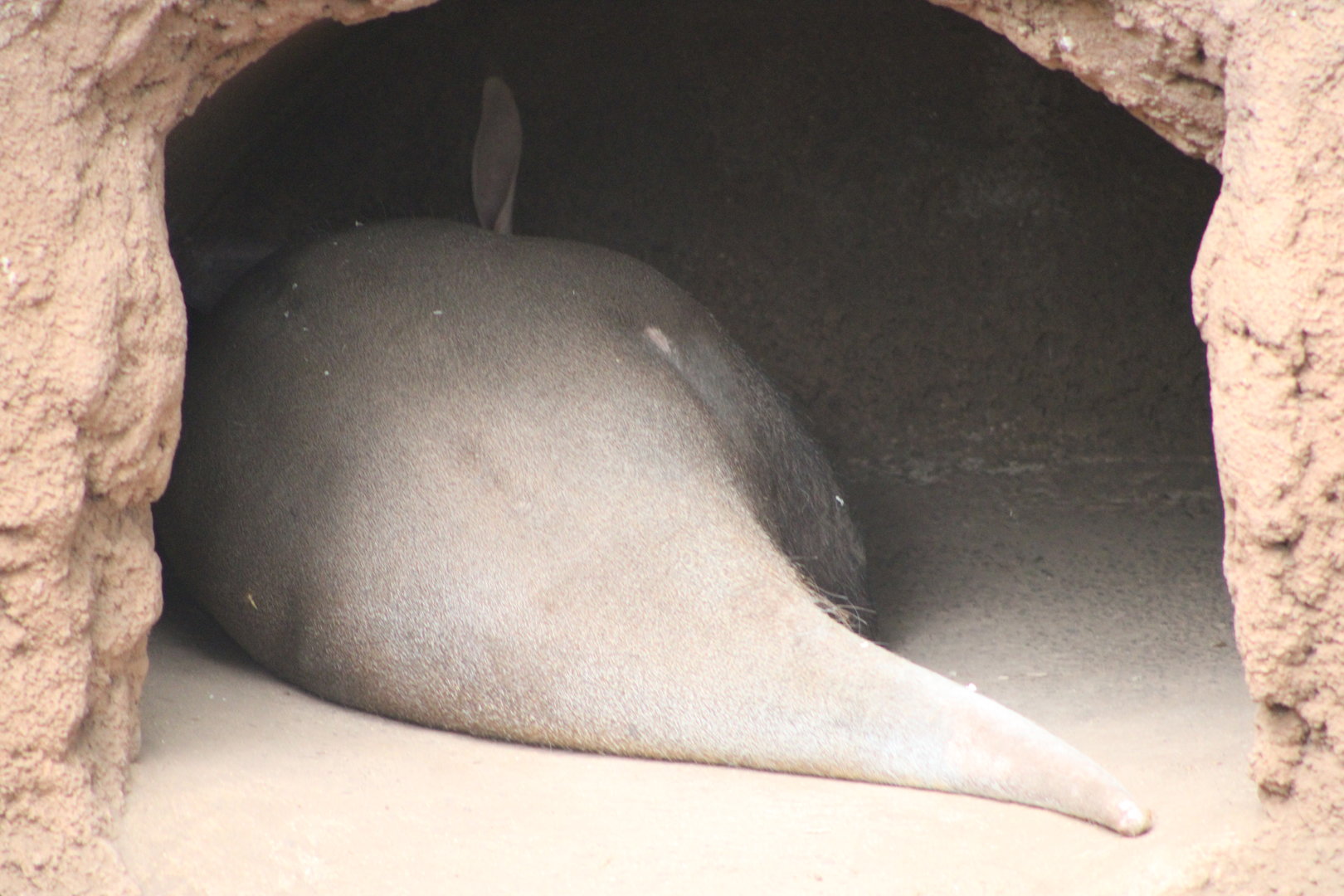 Sleeping Aardvark (Orycteropus afer)
