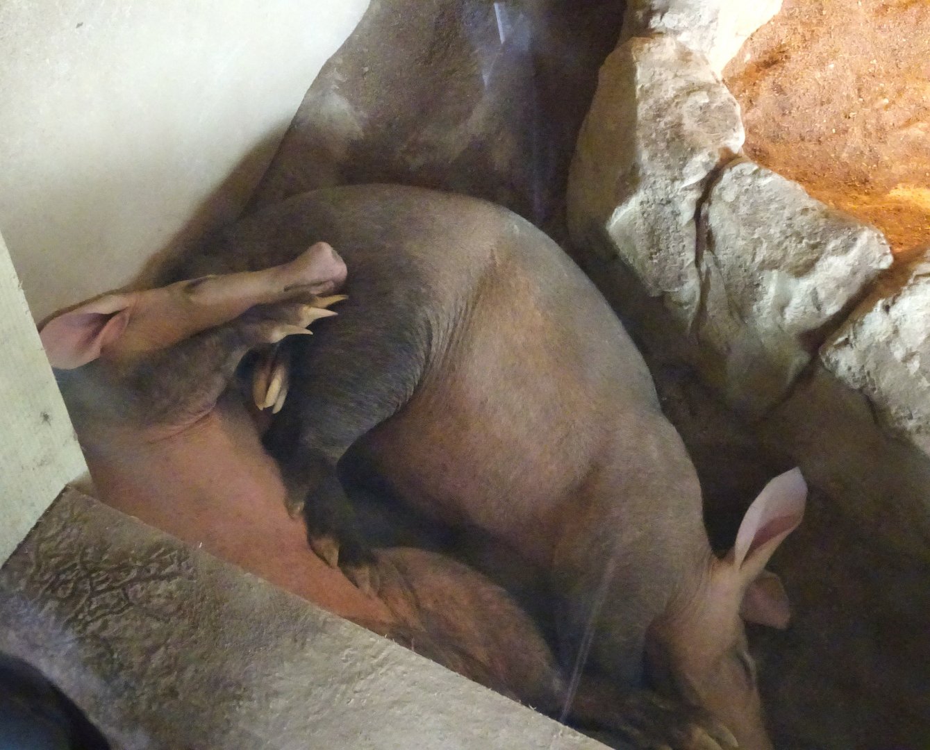 Sleeping aardvarks 5 July 2025