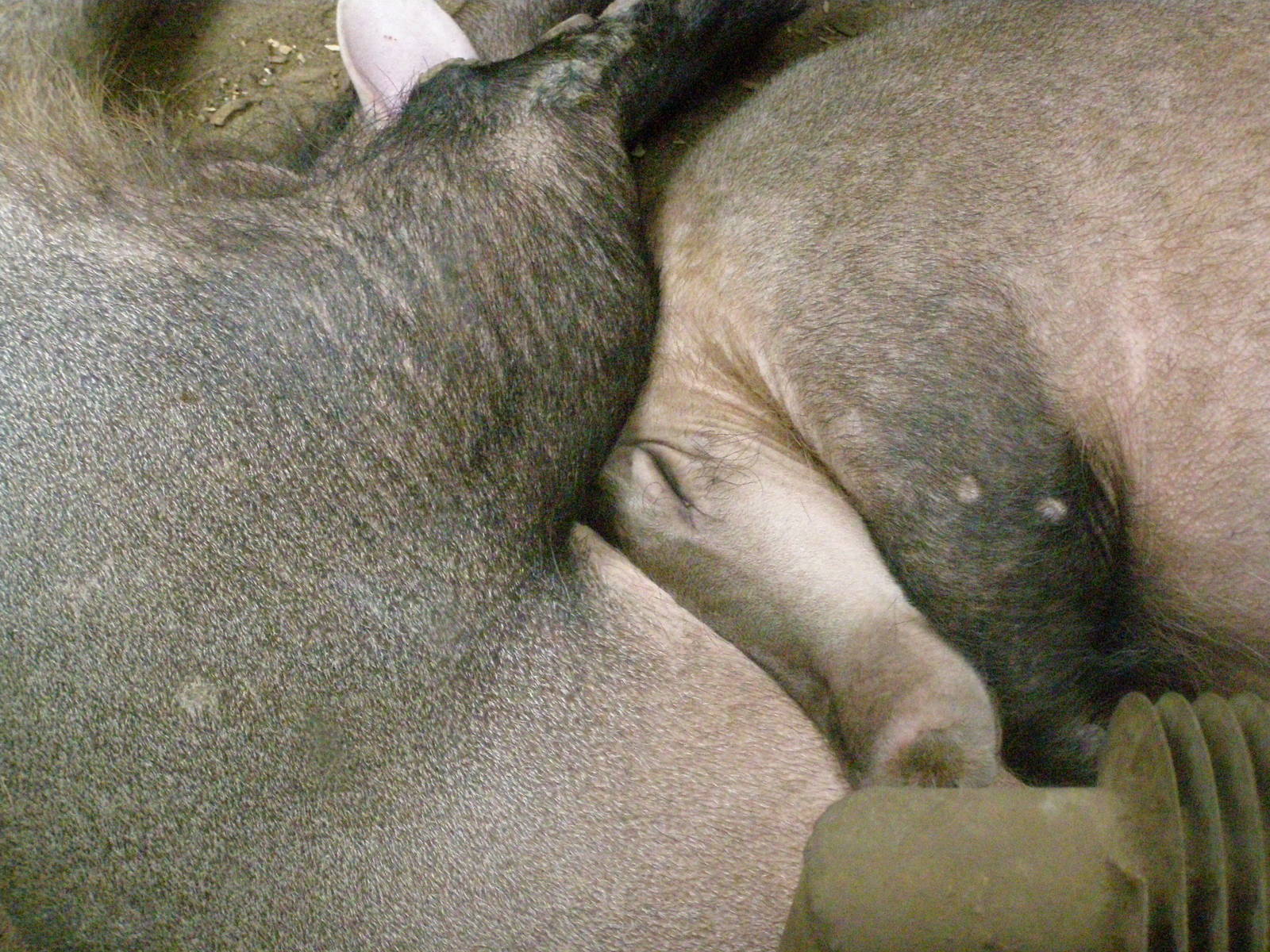 sleeping aardvarks (Orycteropus afer)