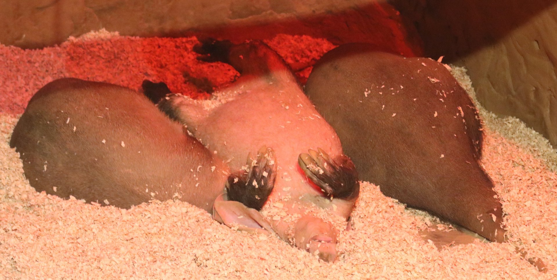Sleeping Aardvarks