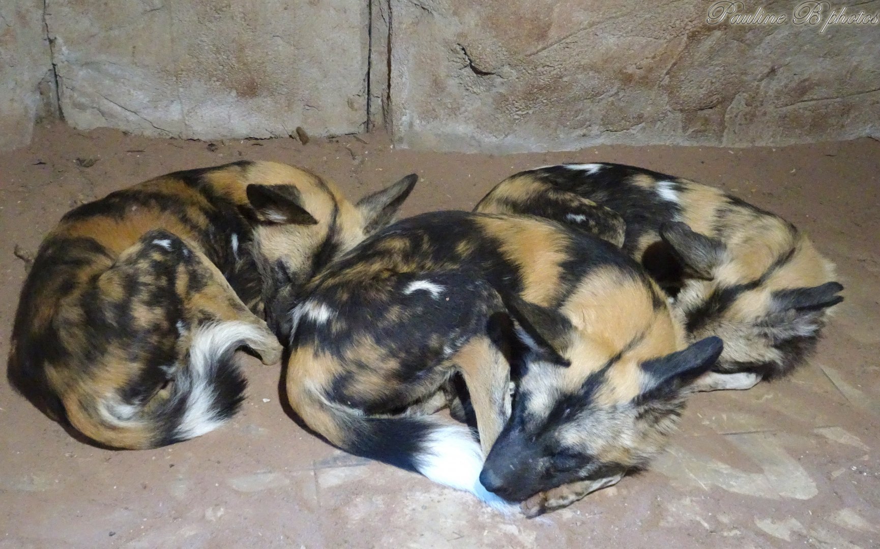 Sleeping African Hunting Dogs  2 November 2025