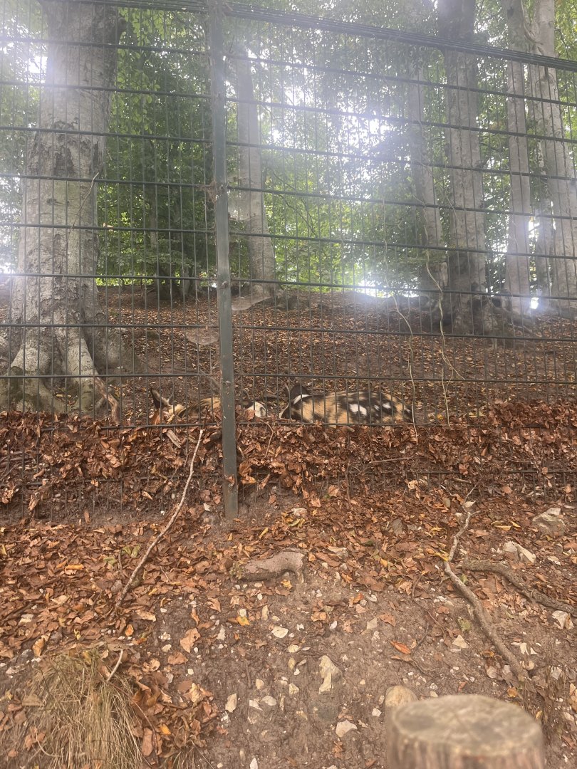 Sleeping African Painted Dogs (Lycaon pictus) 8/28/2025