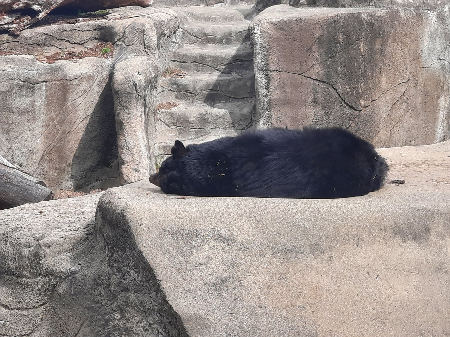 Sleeping American Black Bear
