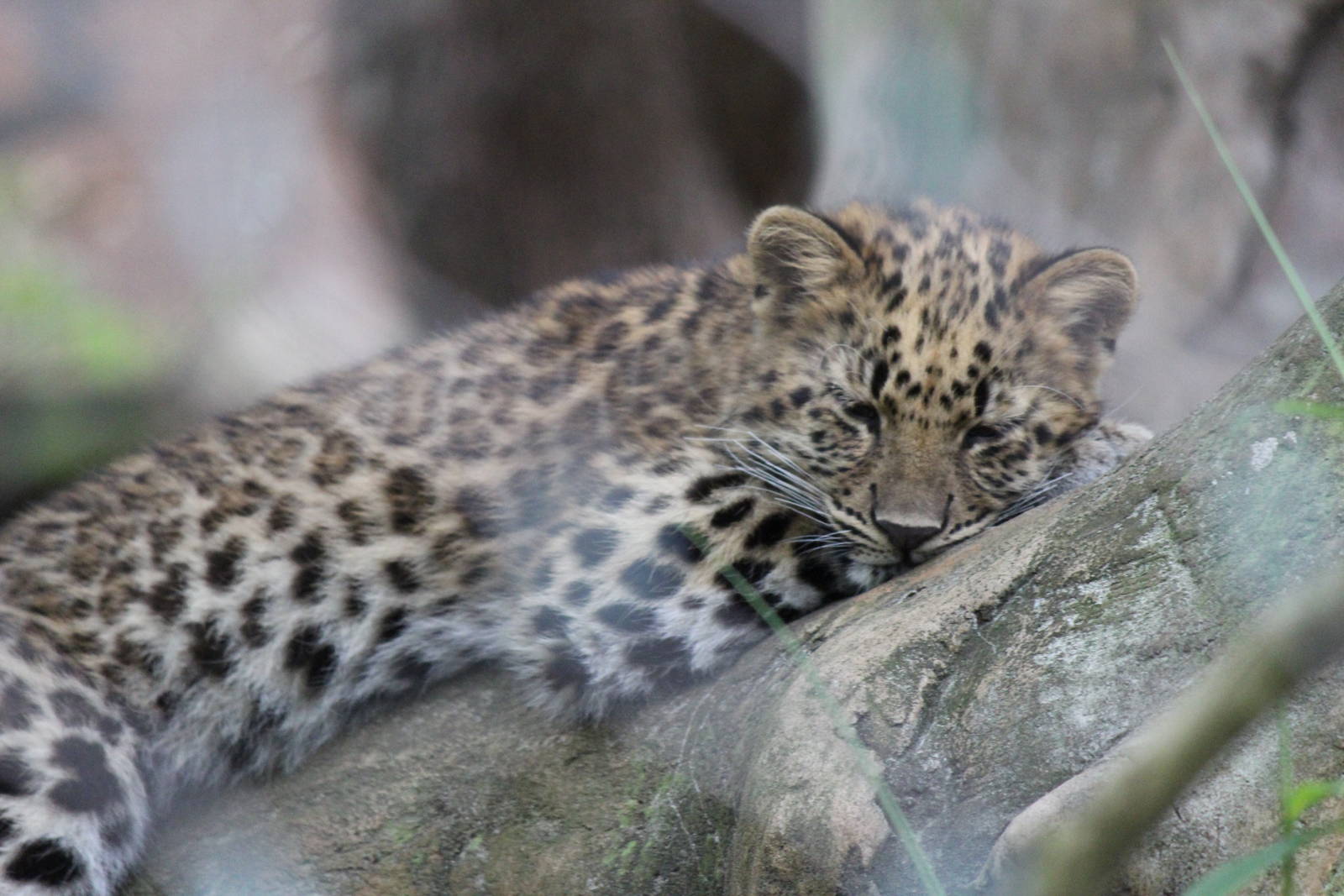 Sleeping Amur Leopard Cub