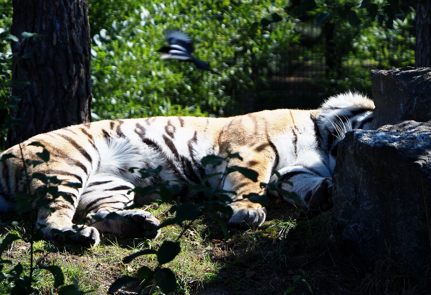 Sleeping Amur tiger (Panthera tigris altaica), 2019-09-15