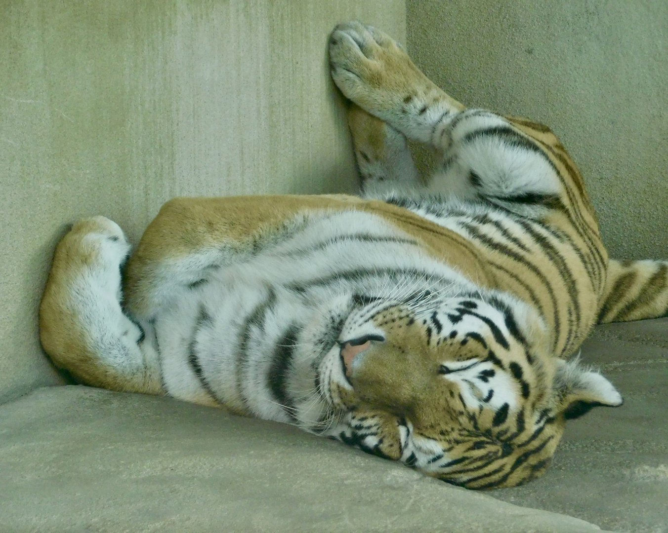 Sleeping Amur Tiger (Panthera tigris altaica) August 7, 2025