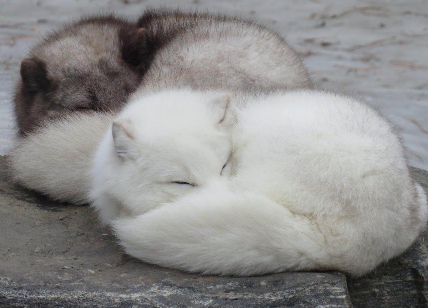 Sleeping arctic foxes