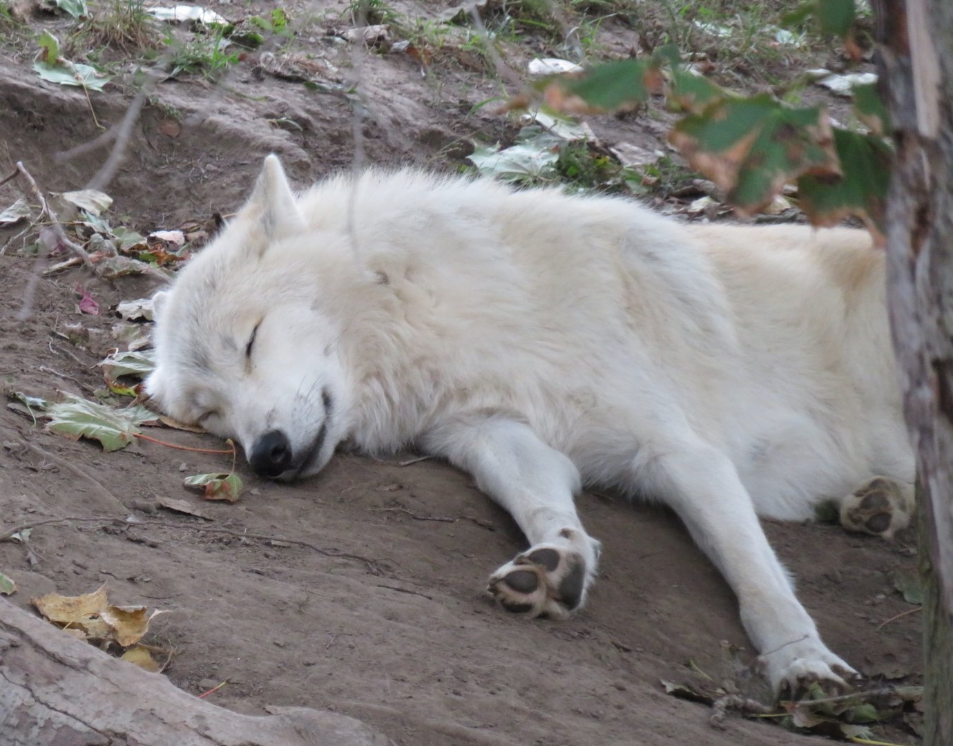 Sleeping arctic wolf