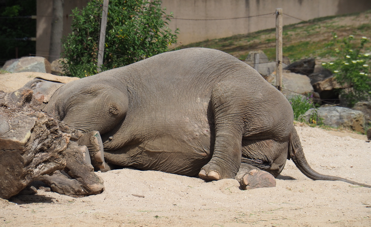 Sleeping Asian elephant (Elephas maximus), 2020-05-23