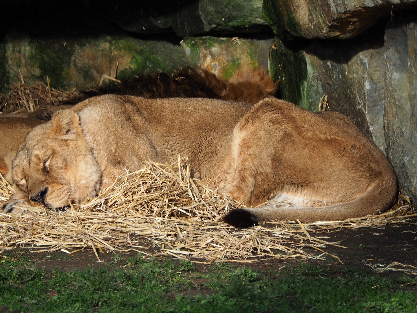 Sleeping Asiatic lioness (Panthera leo persica), 2019-12-28