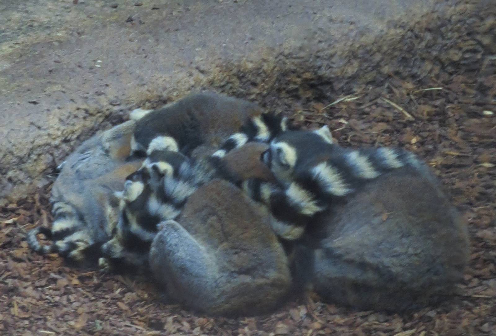 Sleeping Ball of Lemurs