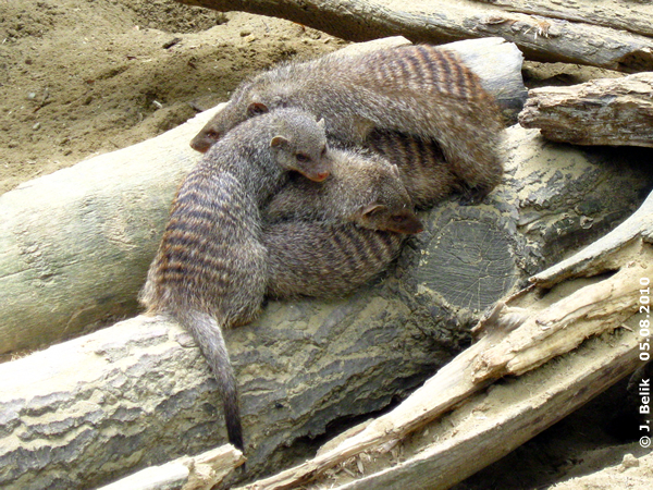 Sleeping Banded Mongooses at Zoo Vienna