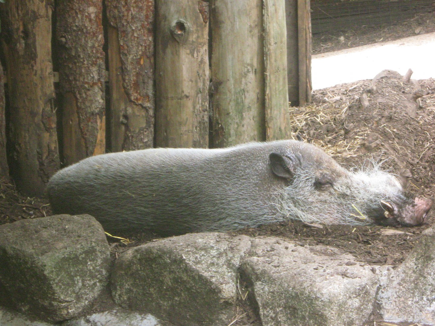 Sleeping Bearded Pig