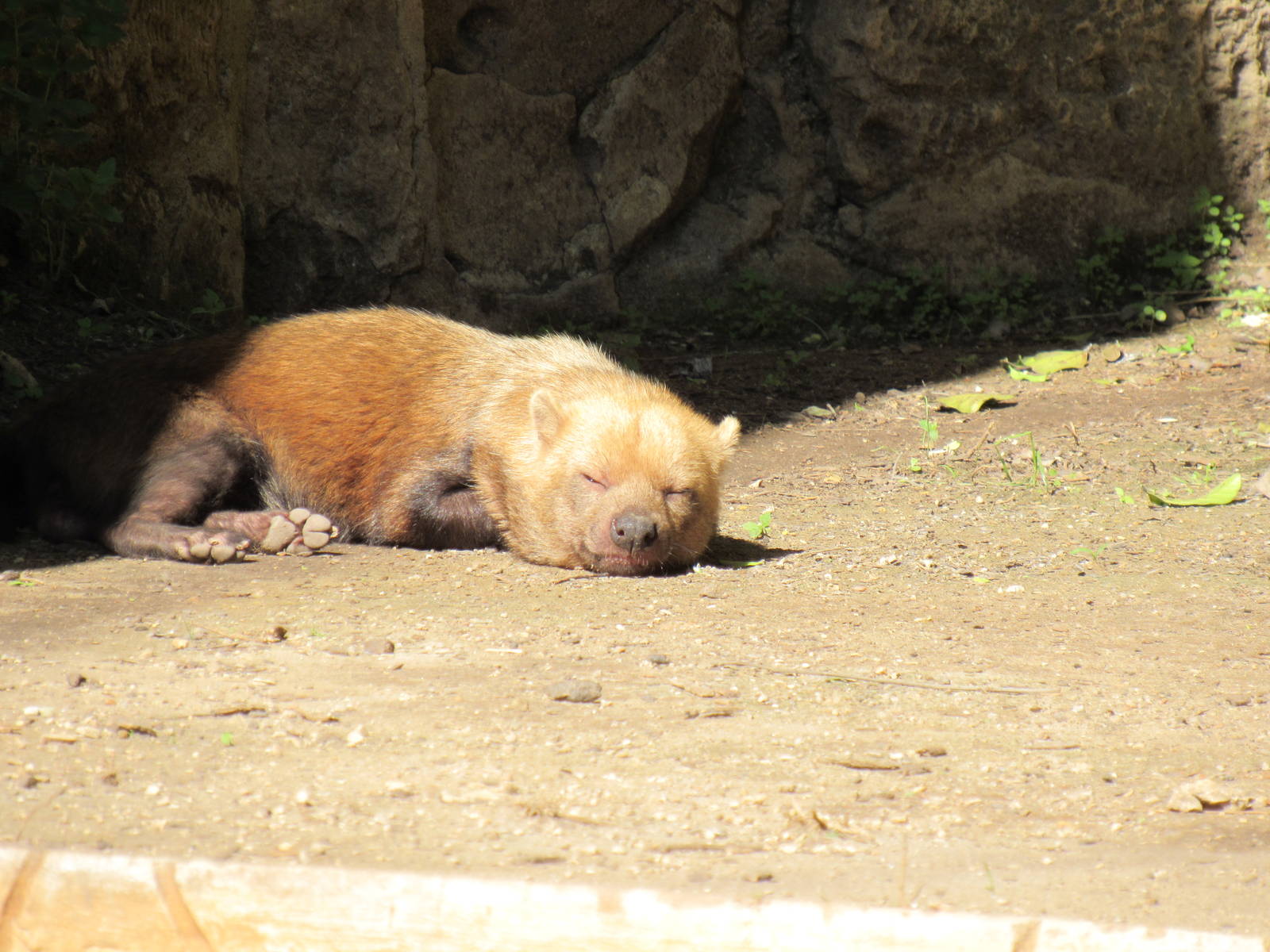 Sleeping Beauty Bush Dog