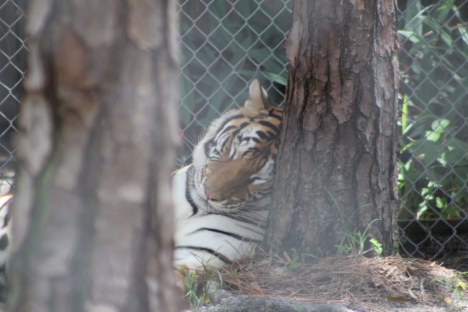 Sleeping Bengal Tiger - Mccarthy Wildlife Sanctuary