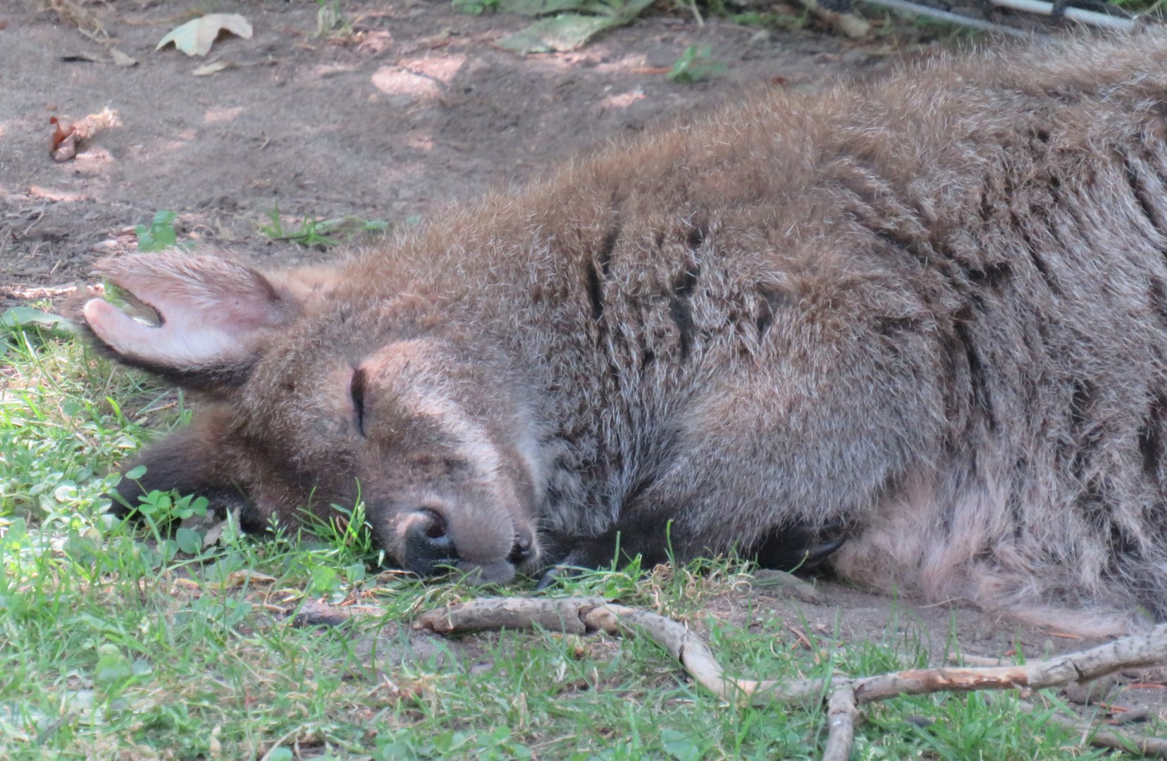 Sleeping Bennett's wallaby closeup