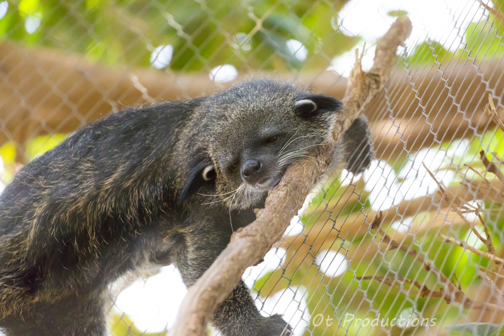 Sleeping binturong
