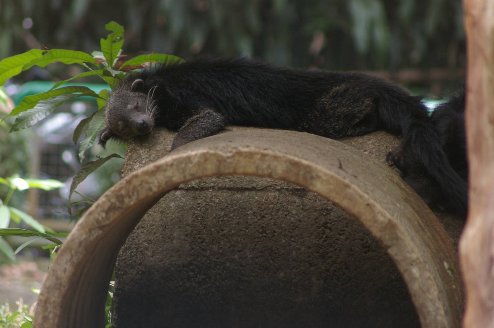 sleeping binturong