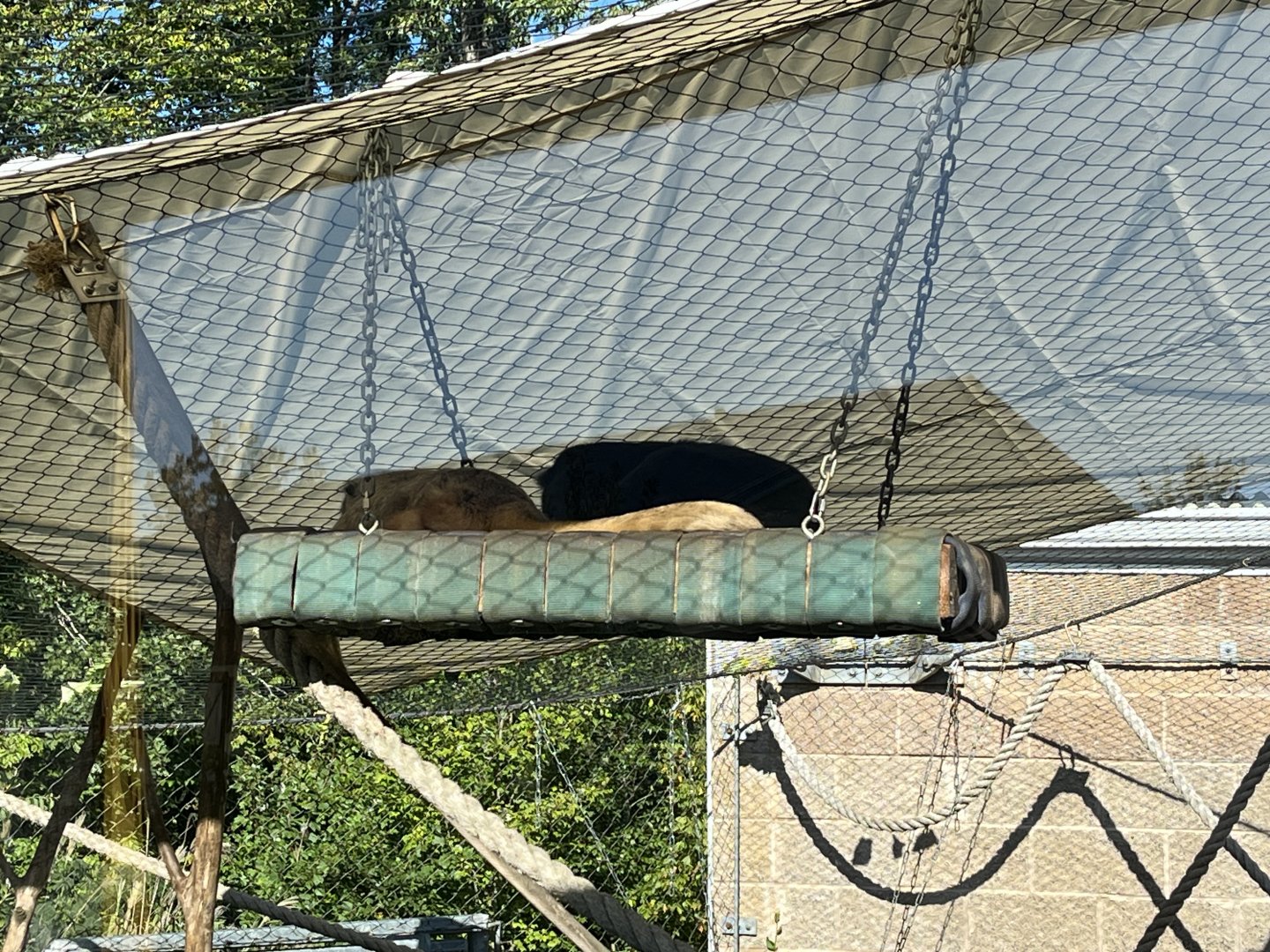 Sleeping Black Howlers