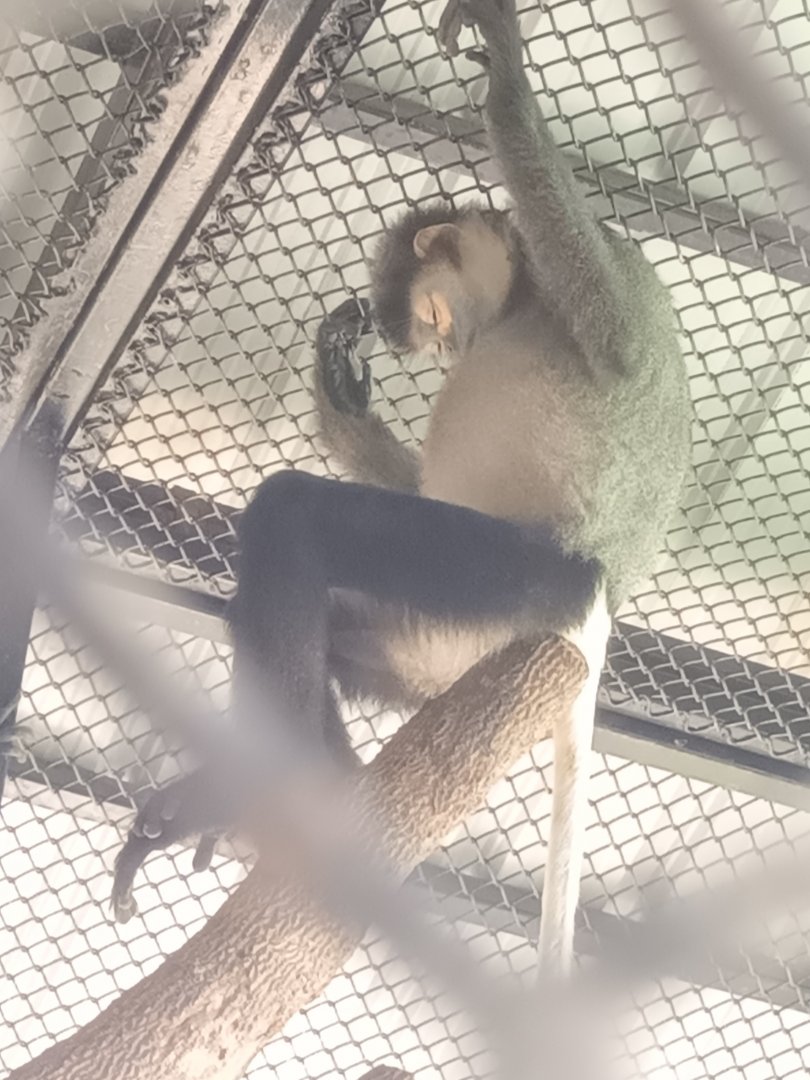 Sleeping Black-shanked douc : Sriayuthaya Lion Park