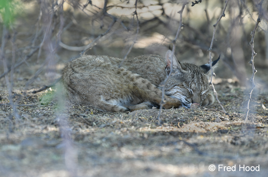 sleeping bobcat