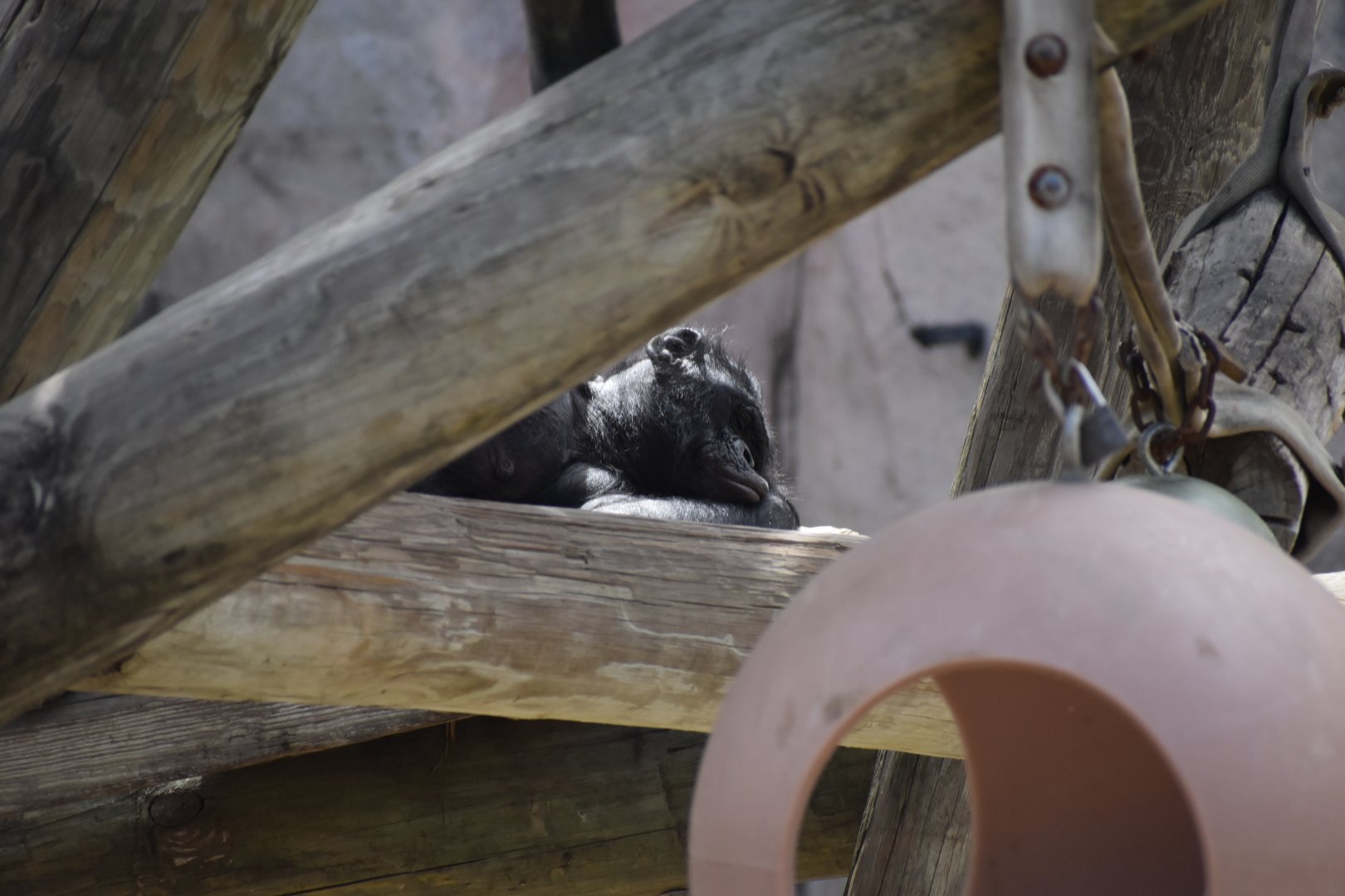 Sleeping Bonobo