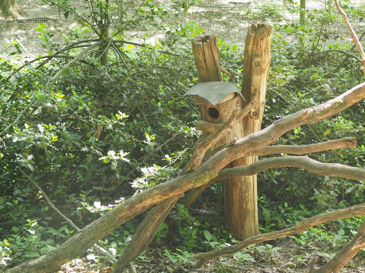 Sleeping Box for Pine Marten