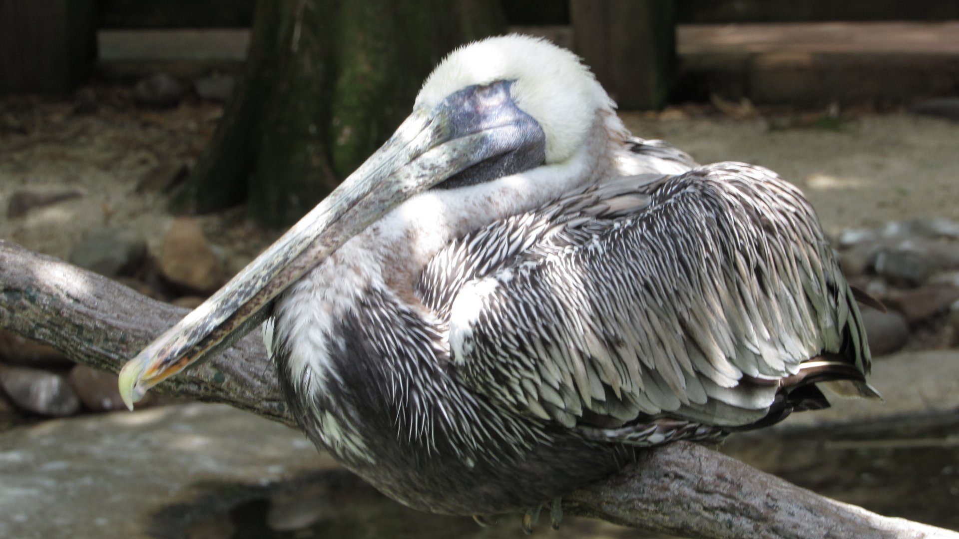 Sleeping Brown Pelican
