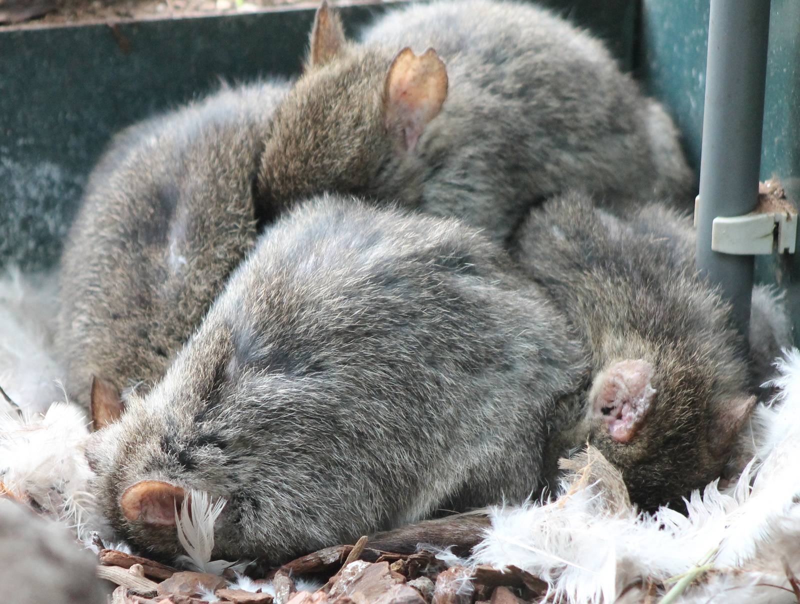 Sleeping Brush-tailed rat-kangaroos