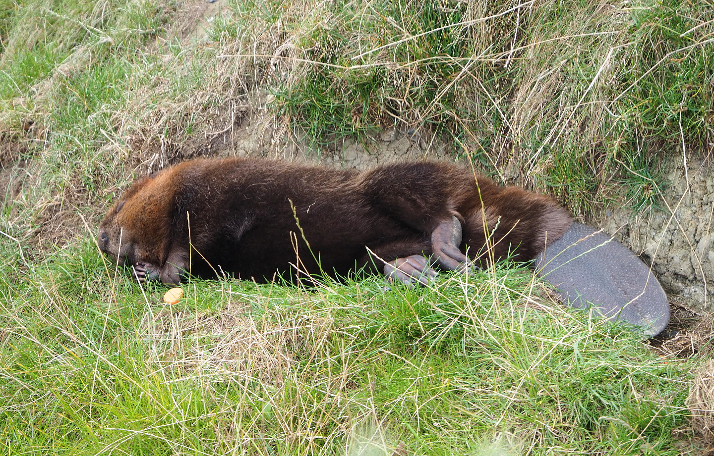 Sleeping Canadian beaver (Castor canadensis), 2020-09-02