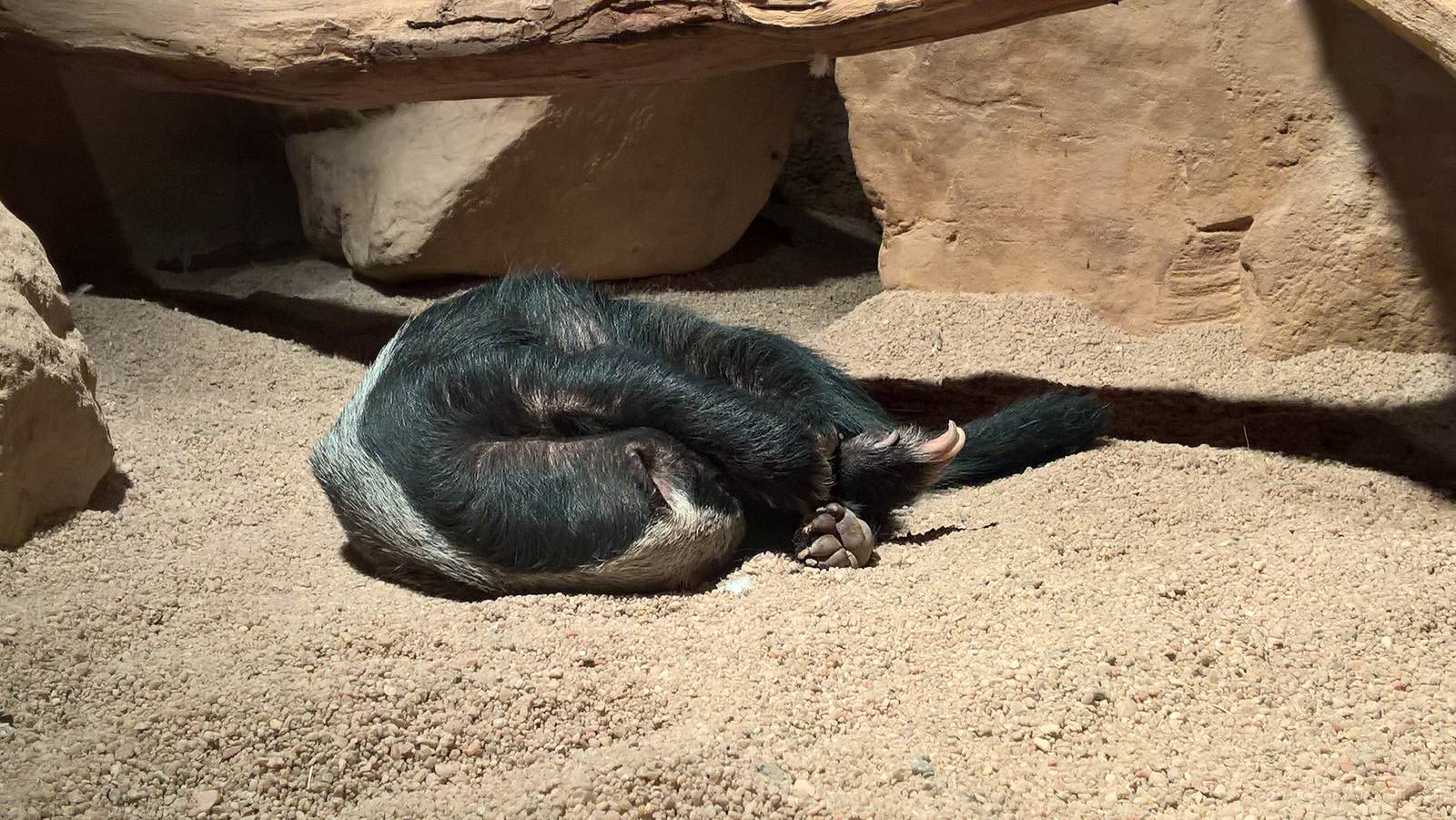 Sleeping Central African ratel