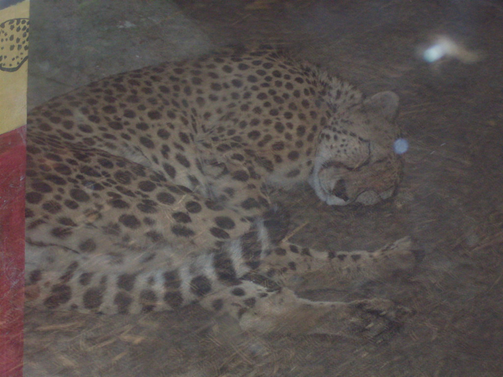 Sleeping cheetah in Africa House