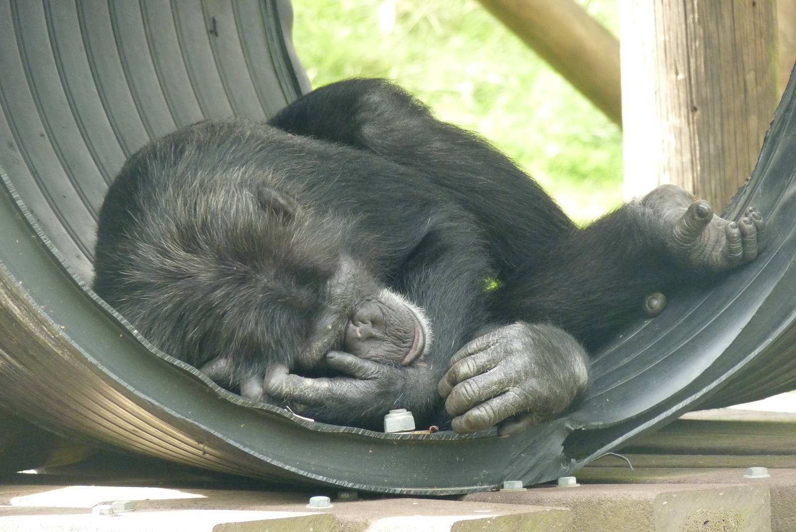 Sleeping Chimp, September 2016
