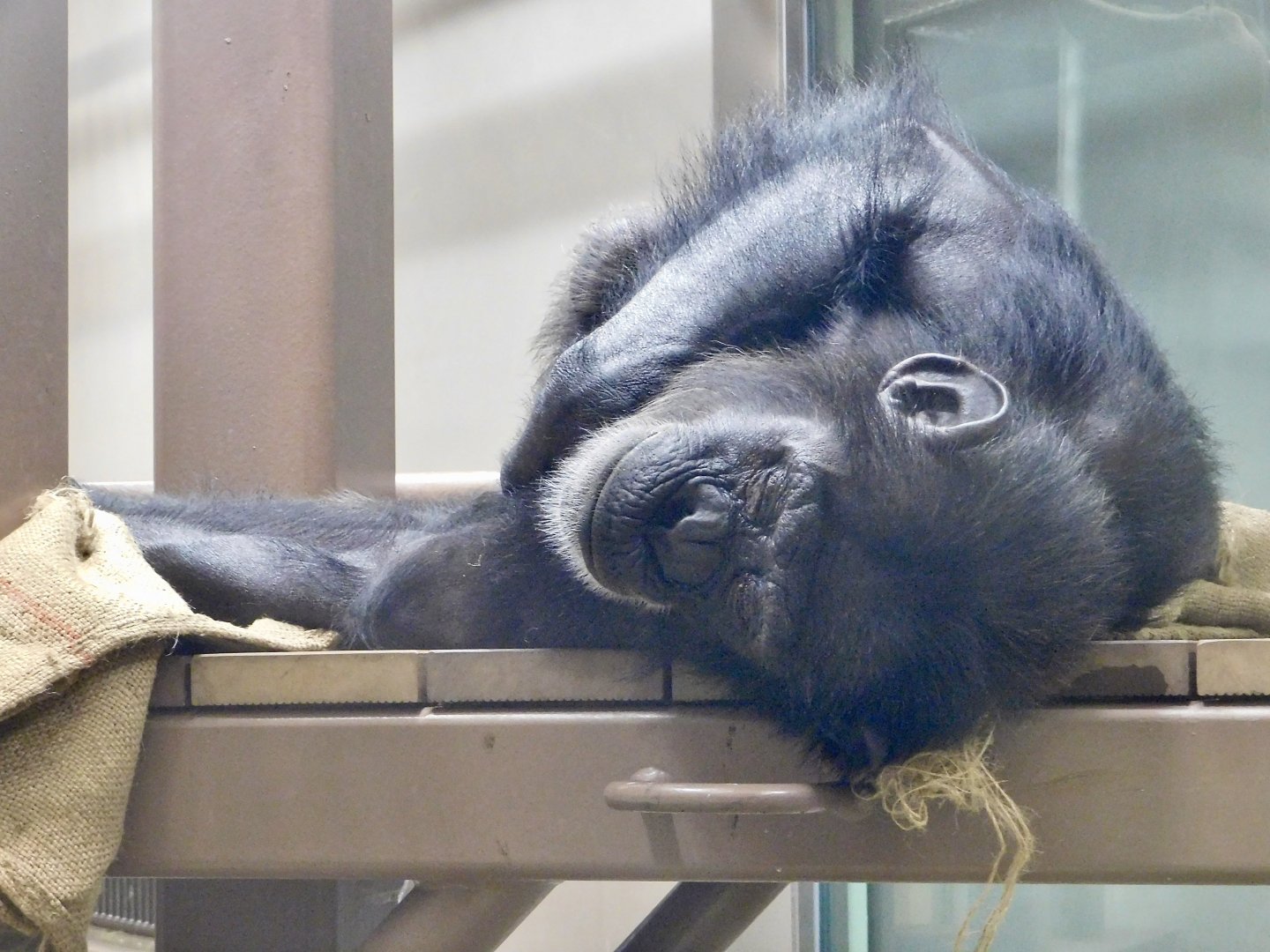 Sleeping Chimpanzee (Pan troglodytes) August 11, 2025