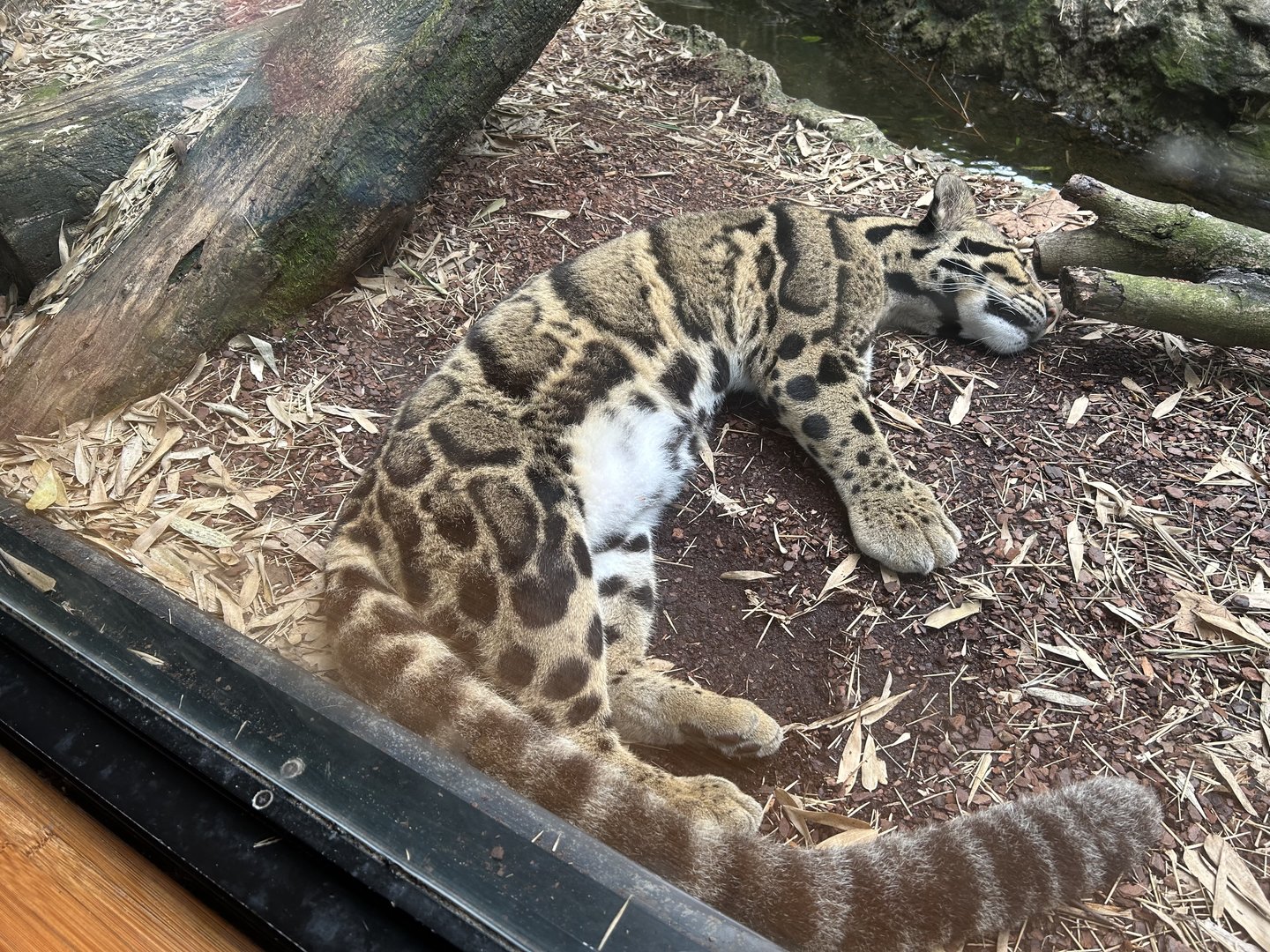 Sleeping Clouded Leopard