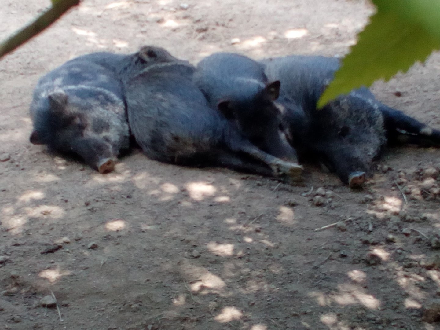 Sleeping collared pecaries-7/25