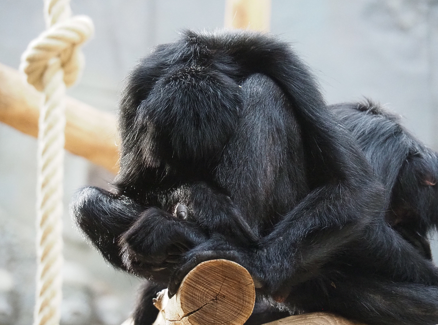 Sleeping Colombian black spider monkey (Ateles fusciceps rufiventris), 2020-06-28