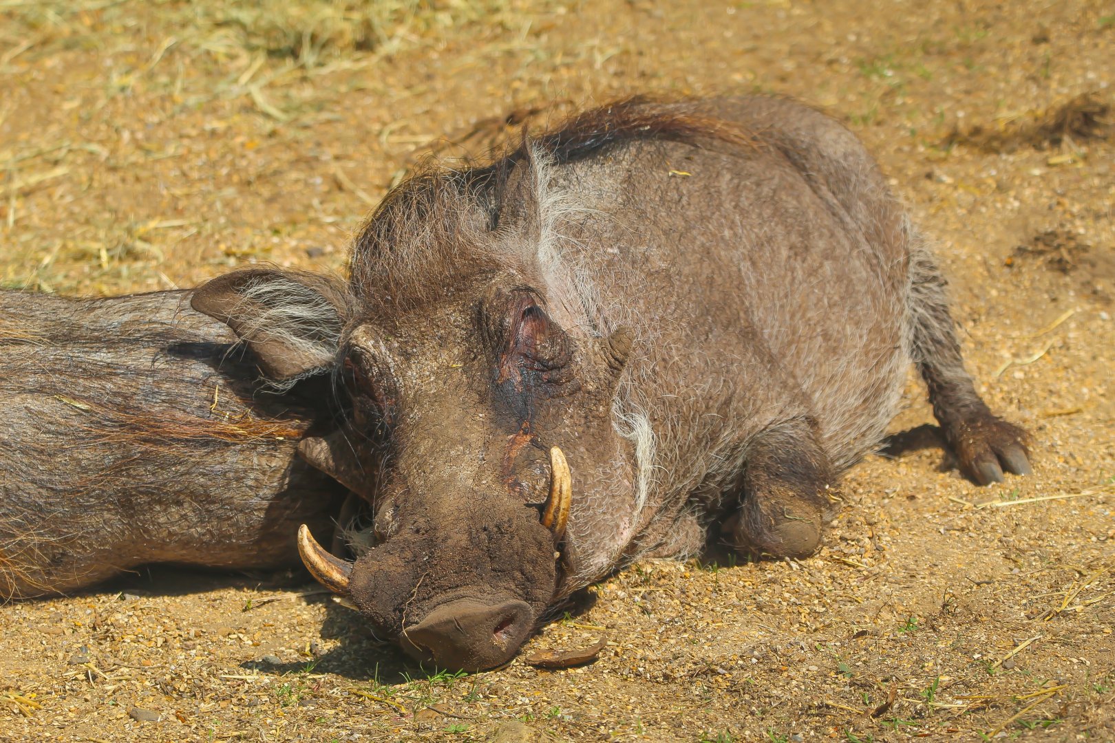 Sleeping Common Warthog- 12th May 2025
