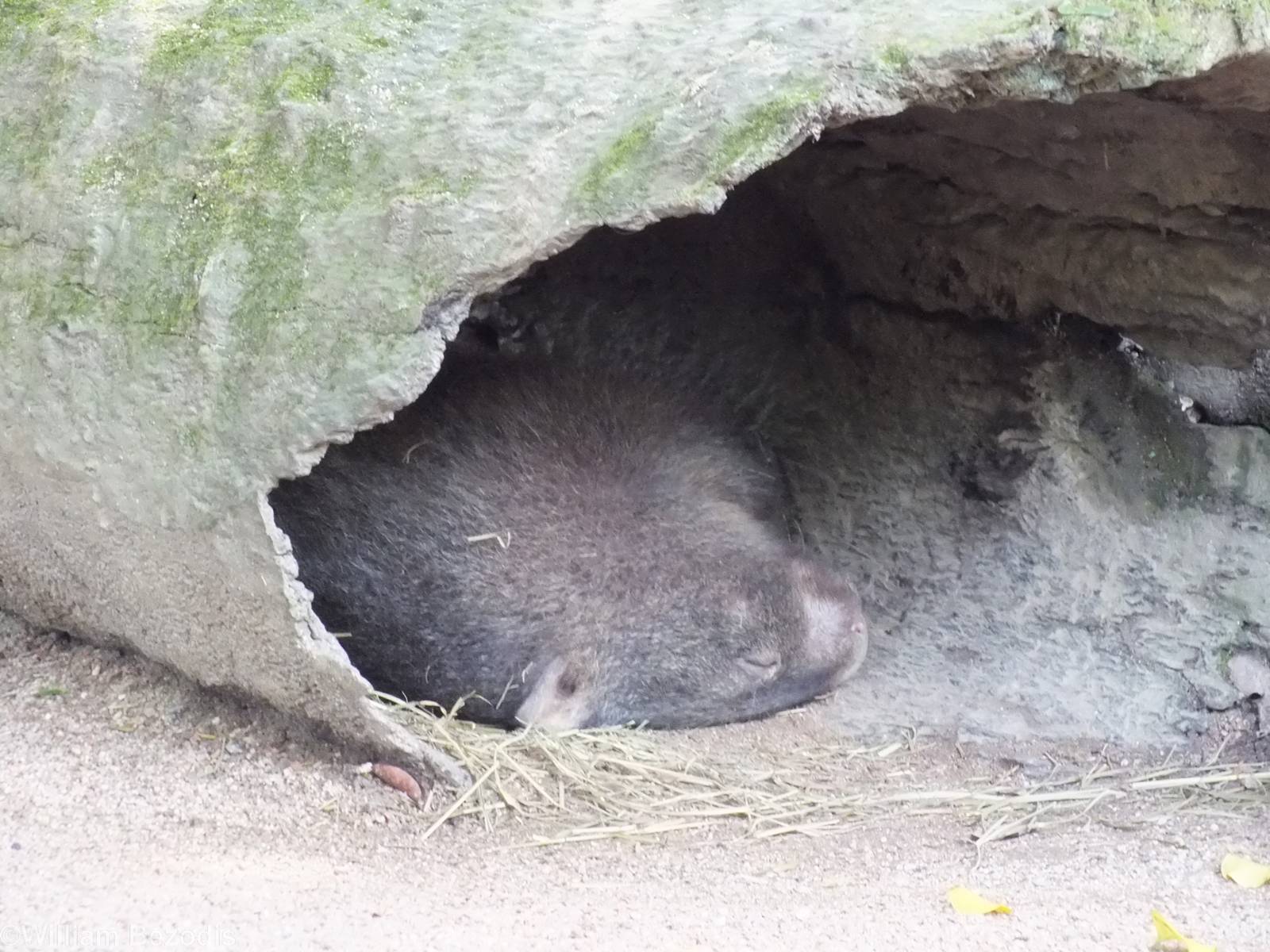 Sleeping Common Wombat
