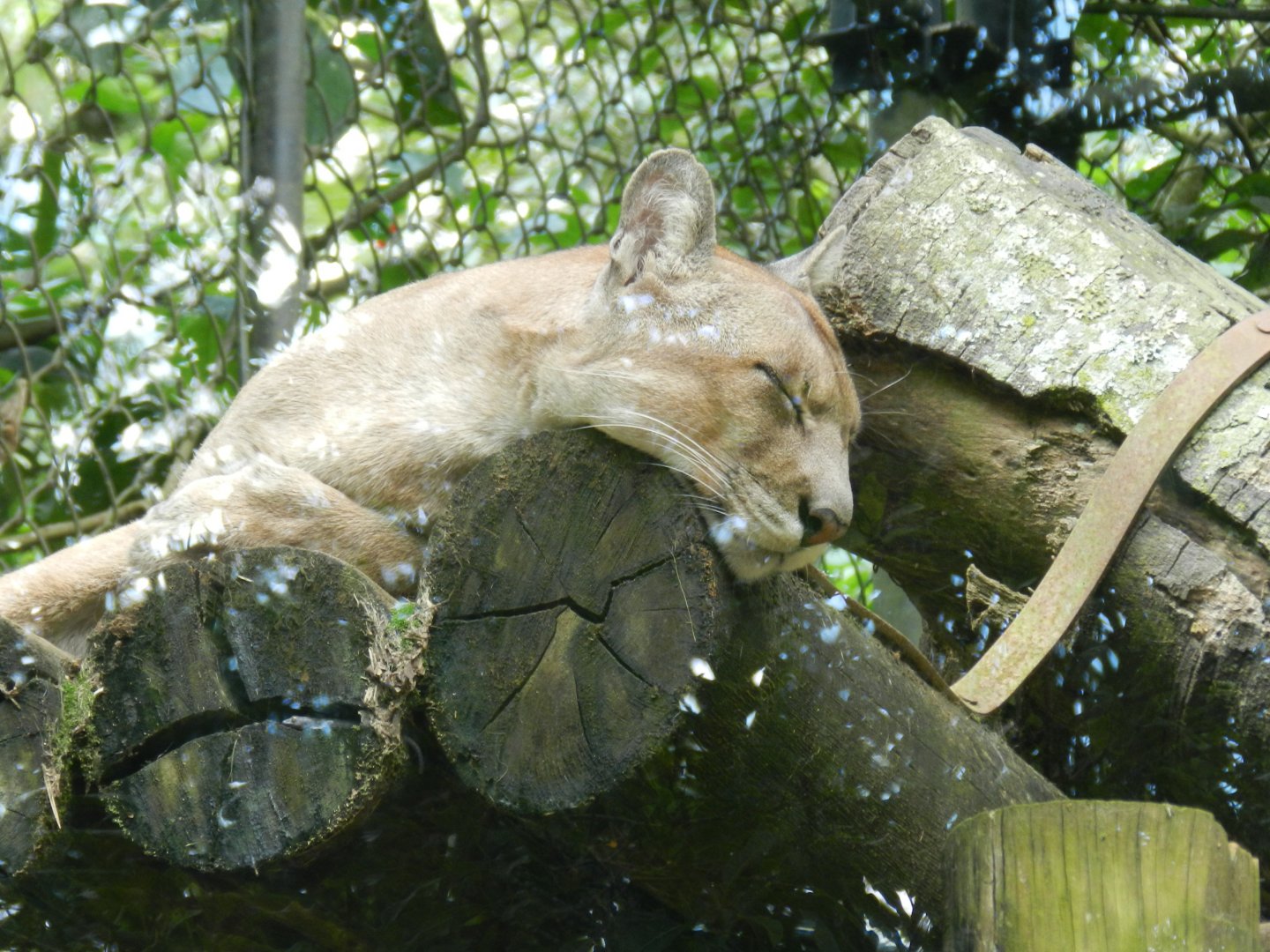 Sleeping cougar - Zoo São Paulo