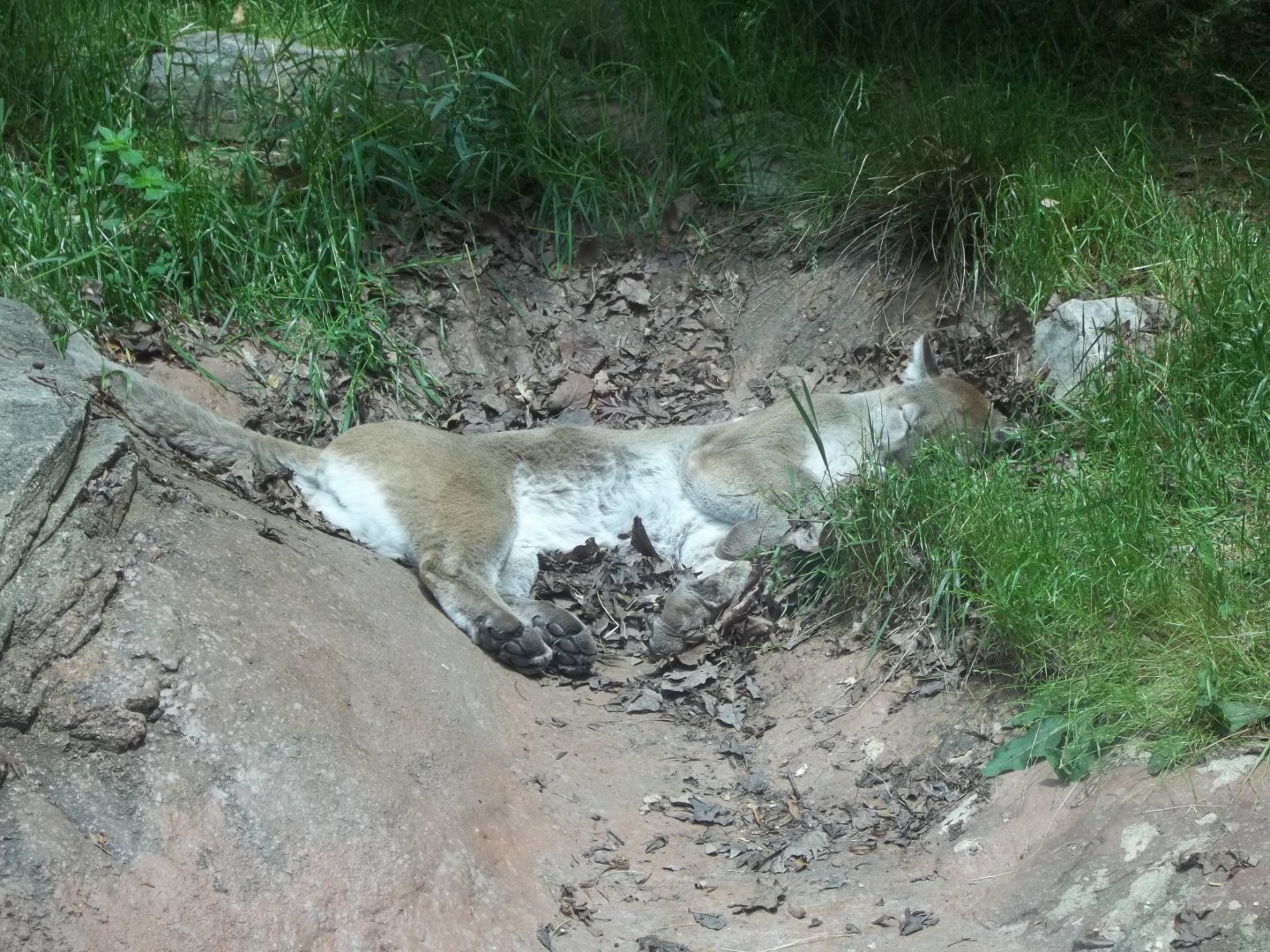 Sleeping Cougar