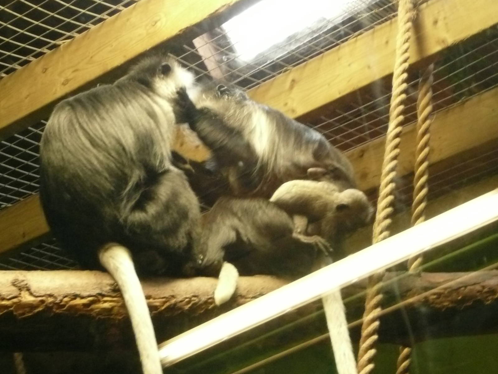 Sleeping De Brazza monkey